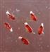  Seeds